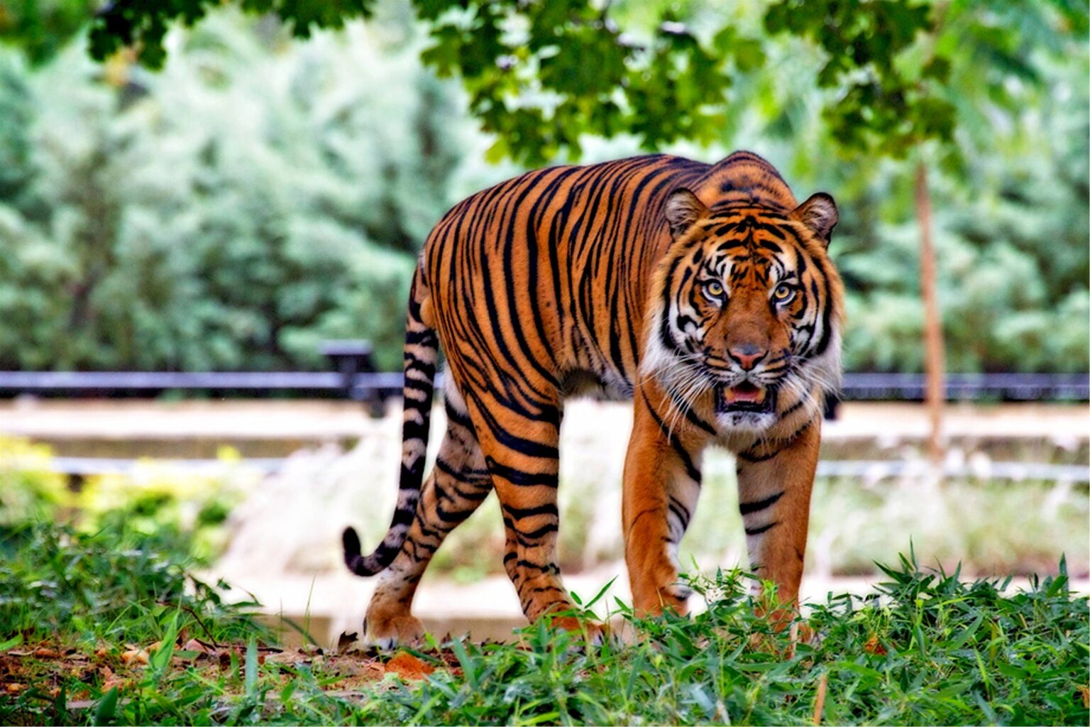 Is November A Good Time To See Tigers In India